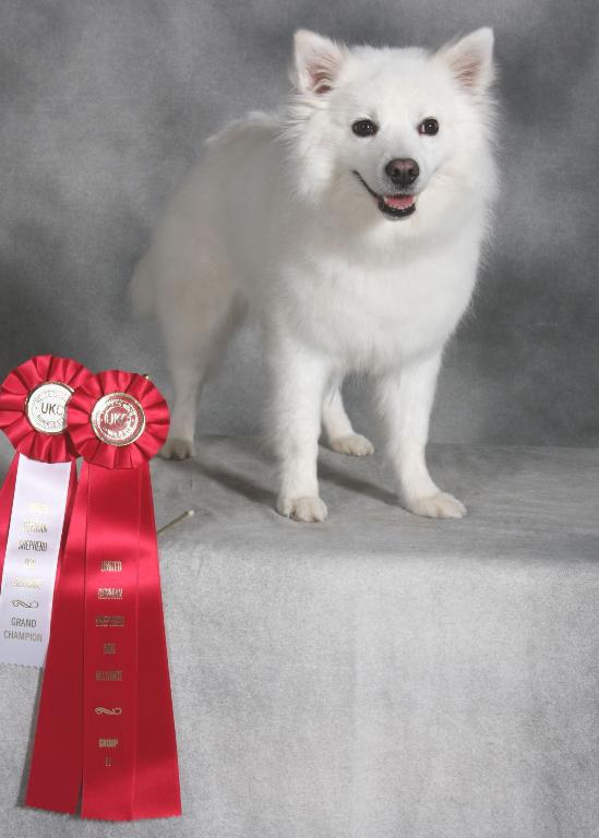 Kit, a three-year-old bitch, with her Grand Champion and Group 2 ribbons. Tags: American Eskimo Dog