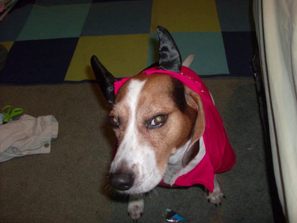 He was too fat for the outfit so it kept pulling his eyes back, so i was trying to take a quick picture and this was one that turned out well, he likes to pose to! Tags: Beagle
Costume