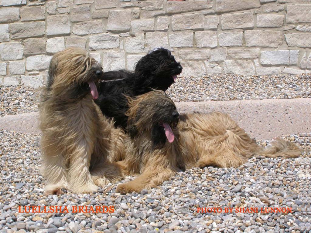 Our Briards on a Devon beach. Tags: Briard
Luellesha Briards of Somerset. uk