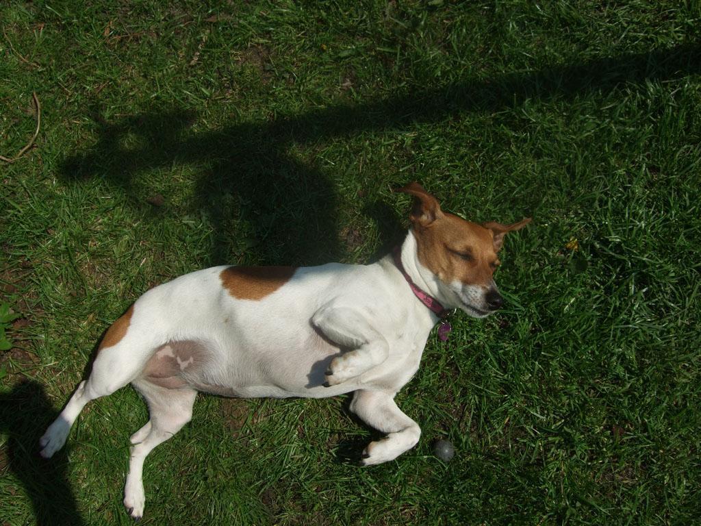 She's a feisty and brave individual,lots of fun to be around. Very loyal and loving but she can have her moments! Tags: Jack Russell Terrier
Lola just enjoying life