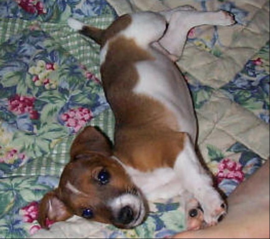 Rascal when he was a pup having a good stretch. Tags: Jack Russell Terrier
Lazy Day