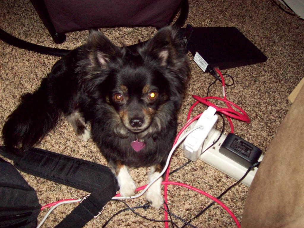 7.8 lbs of protector, friend and shadow. Tags: Chihuahua
friends
He is funny
protective