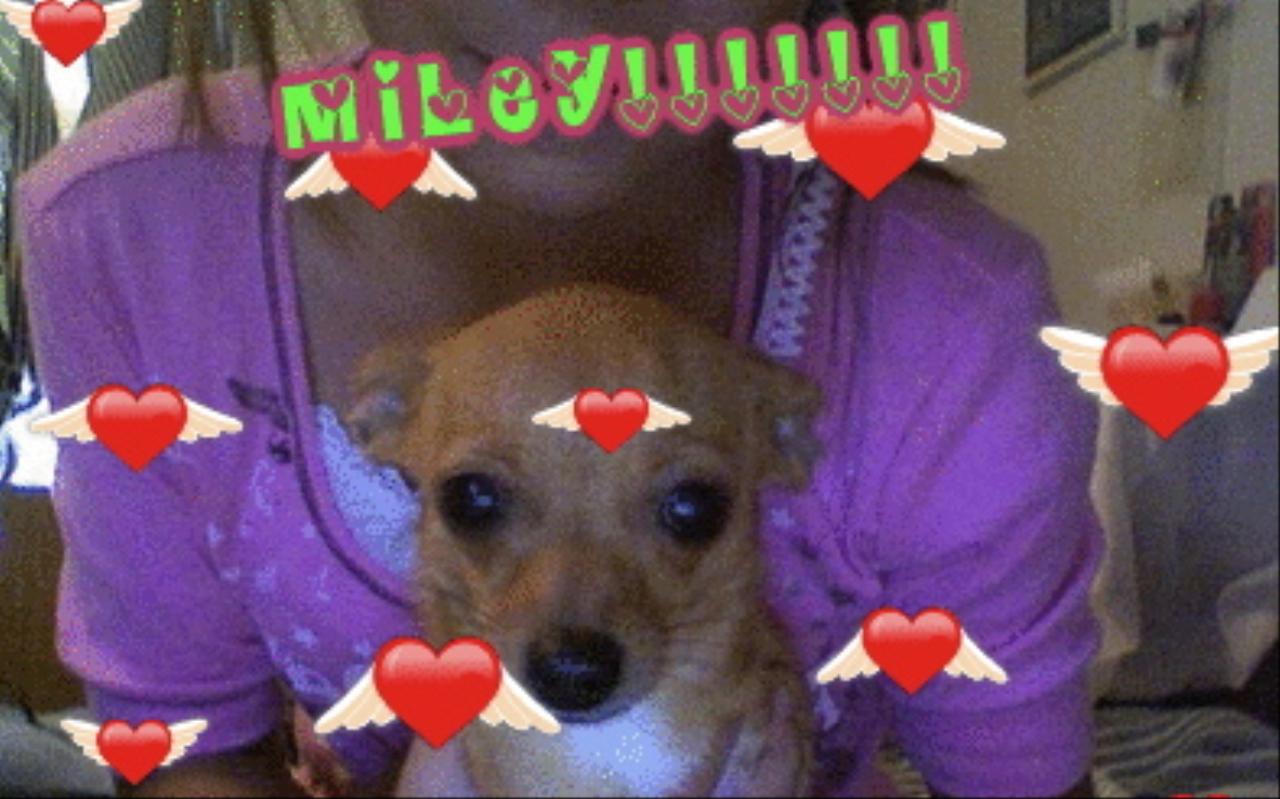 she is tiny she likes to play with tennis balls and she is really cute!!! Tags: Chihuahua