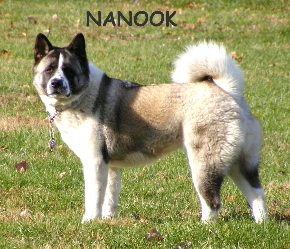 Nanook is a Full Bred Akita. She's 4 yrs old. She's a miracle dog because she got kennel cough at 10 weeks old, 2 weeks after we bought her. The vets all said she would die because it turned to pneumonia and she was very sick. I brought her back home and spent weeks giving her alot of love, anitbiotics, etc. and as you can see she's very happy and healthy!
She goes EVERYWHERE with me and has since day one! Tags: Akita
MY BEST FRIEND