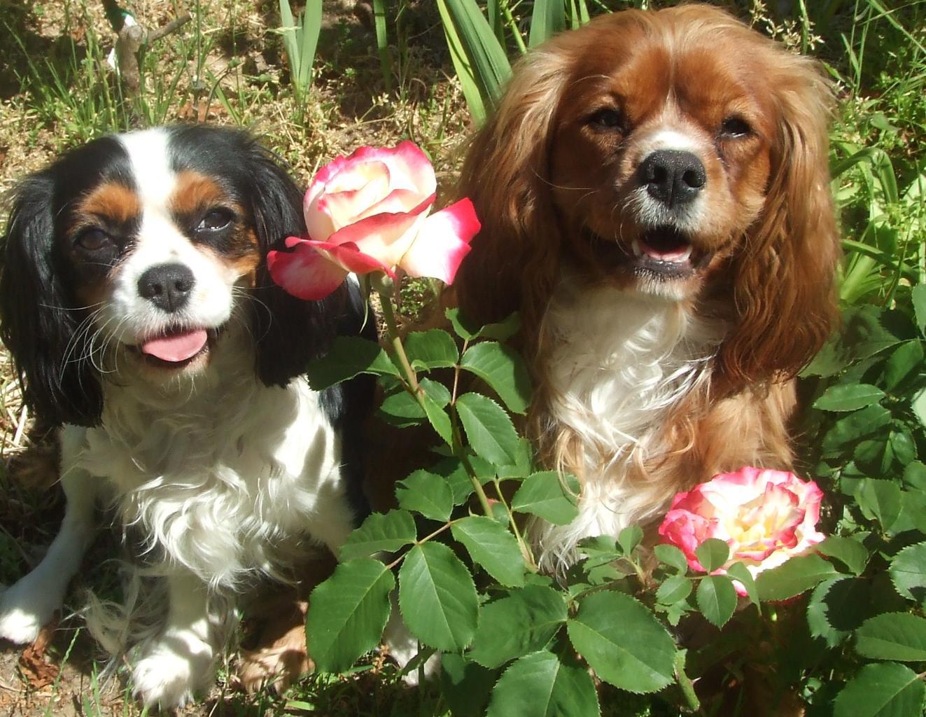 These are my two puppies cleo and henry, they are both about 1 year old, henry(the ruby) is a bit older than cleo(the tri)
I love them both so much, they are the best dog breed in the world! Tags: Cavalier King Charles Spaniel