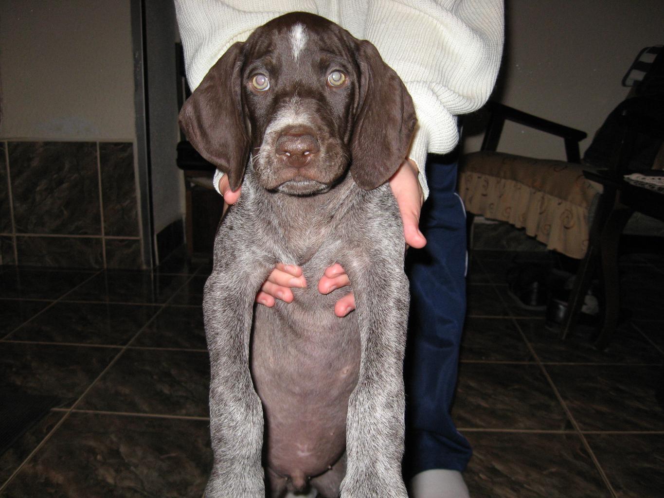 Tags: German Shorthaired Pointer