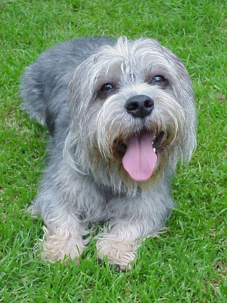 Hamish one the Dandies we adore!
http://www.flickr.com/photos/mishahda_dandie_dinmont_terriers/ Tags: Dandie Dinmont Terrier