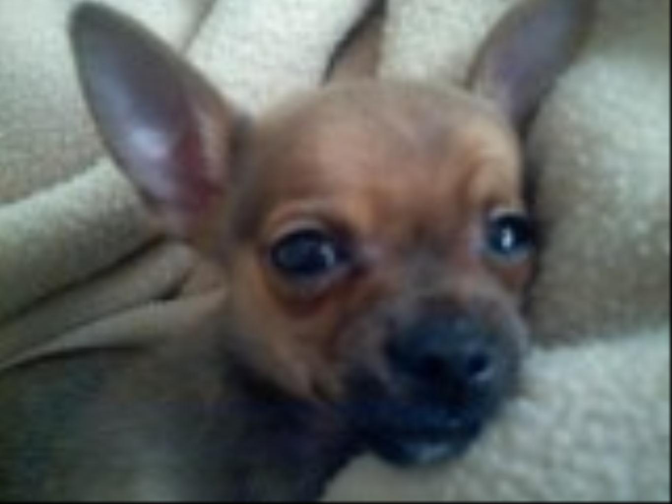 Tags: Chihuahua
Chihuahua
cute
precious
small