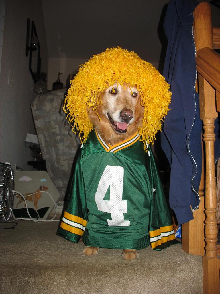 Rusty is a packer fan. This is her outfit for watching the game! Go Packers! Tags: Golden Retriever
Rusty