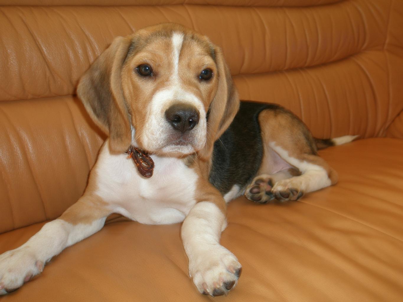 Maxwell is my beagle. He's rogue, funny and very independent.
He was born in 2008. This is my 1st dog... Tags: Beagle
Beagle