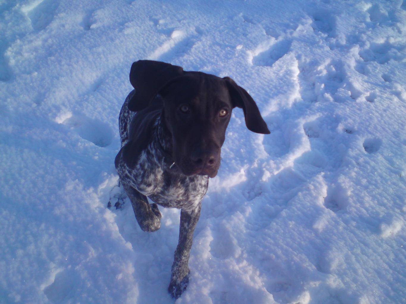 LOVING AND BEAUTIFUL IN EVERY WAY Tags: German Shorthaired Pointer