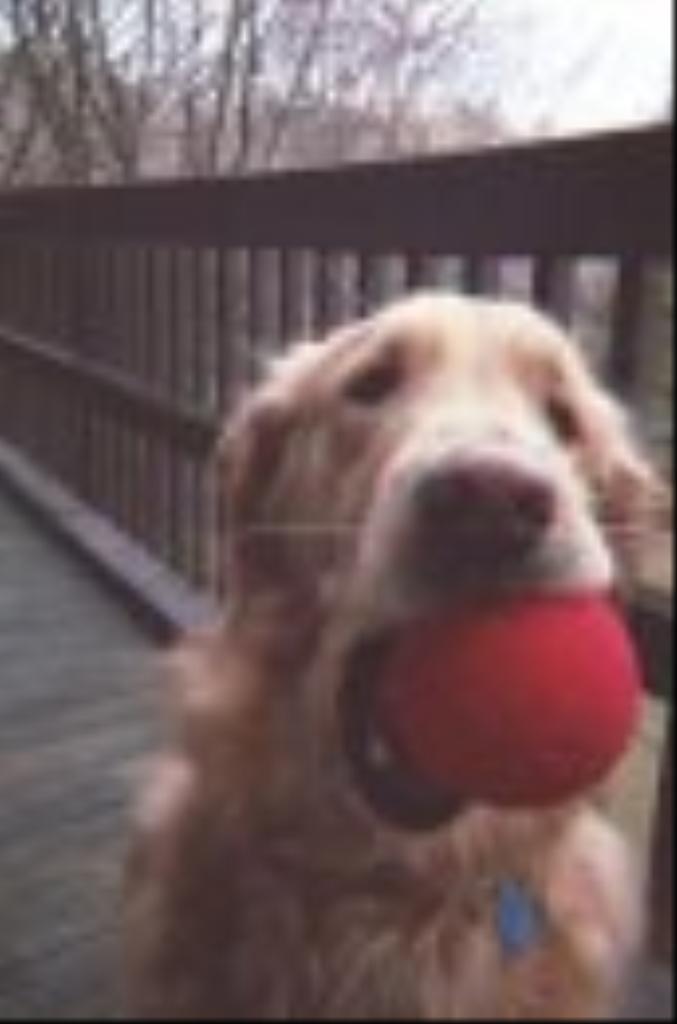 Koda, our sweet boy! Tags: Golden Retriever
Wanna play?