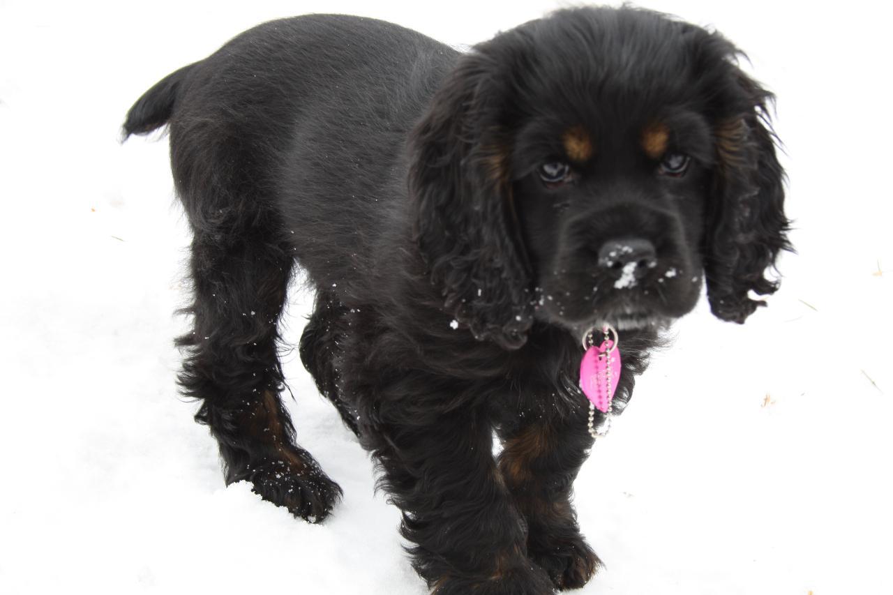 This is Pepper walking on the snow.
She loves the snow. Tags: American Cocker Spaniel
cocker
dog
puppy
snow
spaniel
walking
winter