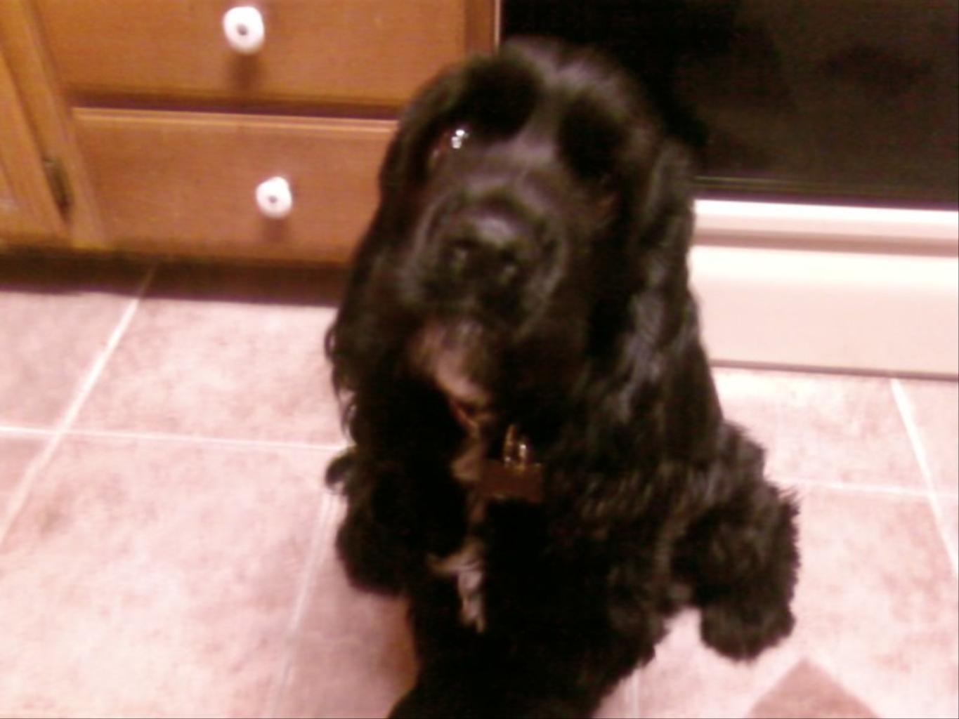 This Jet, my American Cocker Spaniel. I rescued him from the kill shelter here in Las Vegas. He is the smartest most loving dog I think I have ever owned. I have always had Cocker Spaniels, but he is by far the smartest. He is a little larger than most Cockers, this is due partly to the fact that I never had his tail cropped! Strange to see a pure blooded Cocker with his tail. He is a great part of our family, and will be cherished for years! Tags: American Cocker Spaniel
Doing what he does best!