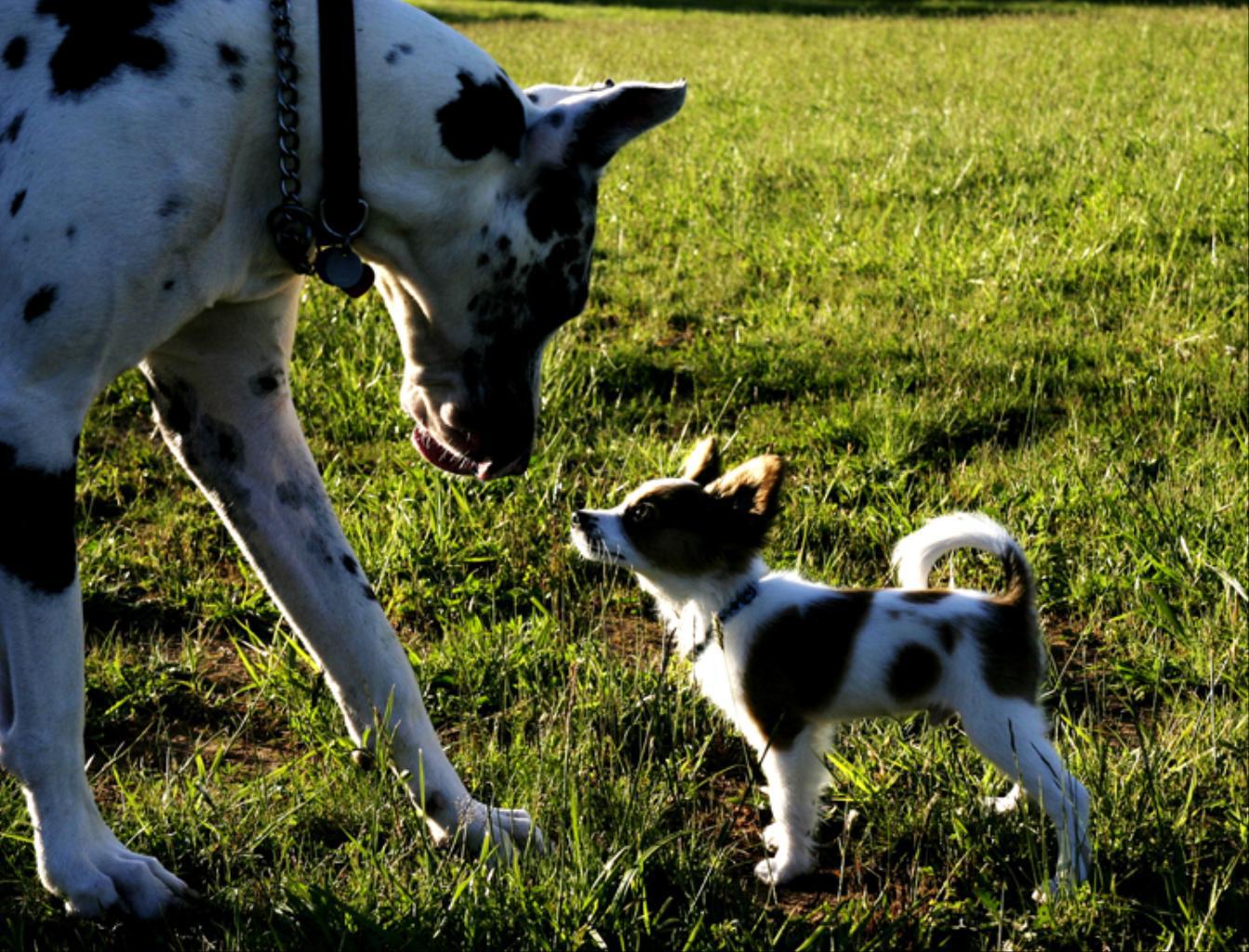 Priceless moment at the dog park
www.wildeaboutanimals.com Tags: Great Dane
great dane
Papillon
papillon
pet portraits
puppy
wilde about animals