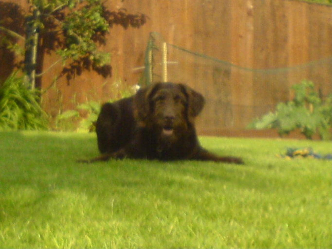 This is my labradoodle Poppy, she is 2 and a little monkey !!! Tags: Labradoodle