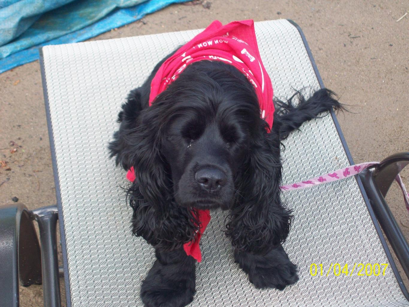 Lady outside ; shes only a puppy ^^ , Loves to tan with us!!
Shes a black american cocker spanieli beleive , we got her from the pound however and all her owners left with her was her papers stating she was a purebread. When i got her she was full of fecies and had urinated on herself multiple times :[ She was supposed to be my grandfathers . As he was dying from lung cancer he requested a dog with whom he could sit at the fire with . unfortunately he refrained from telling my grandmother that he actually intended on getting the dog for me until he was on his deathbed and Lady was home . Now she is my puppy , thanks to papa . She is happy and healthy , she has found her forever home . Tags: American Cocker Spaniel
Cocker puppy dog black lady