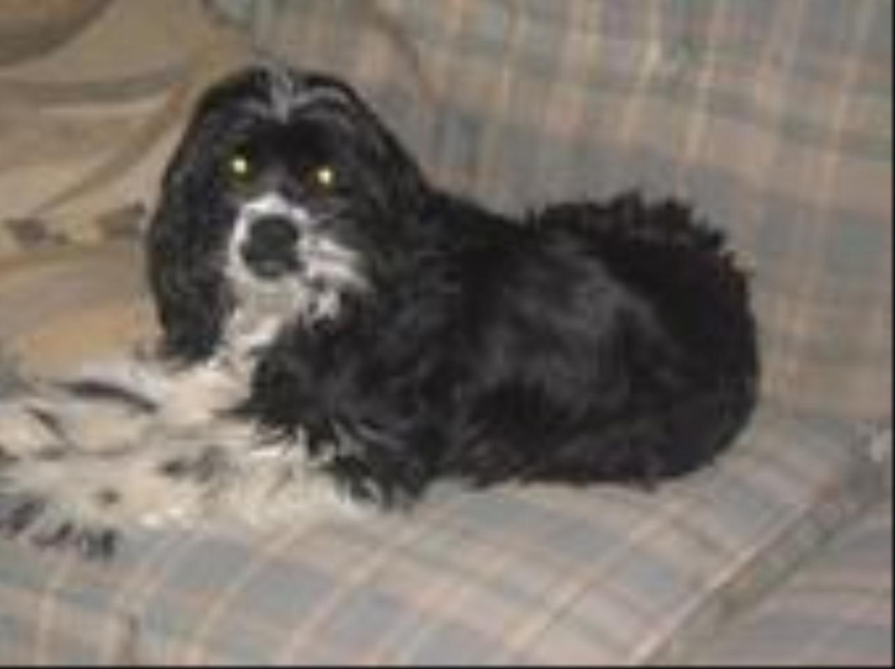 Tags: American Cocker Spaniel
her moms shadow