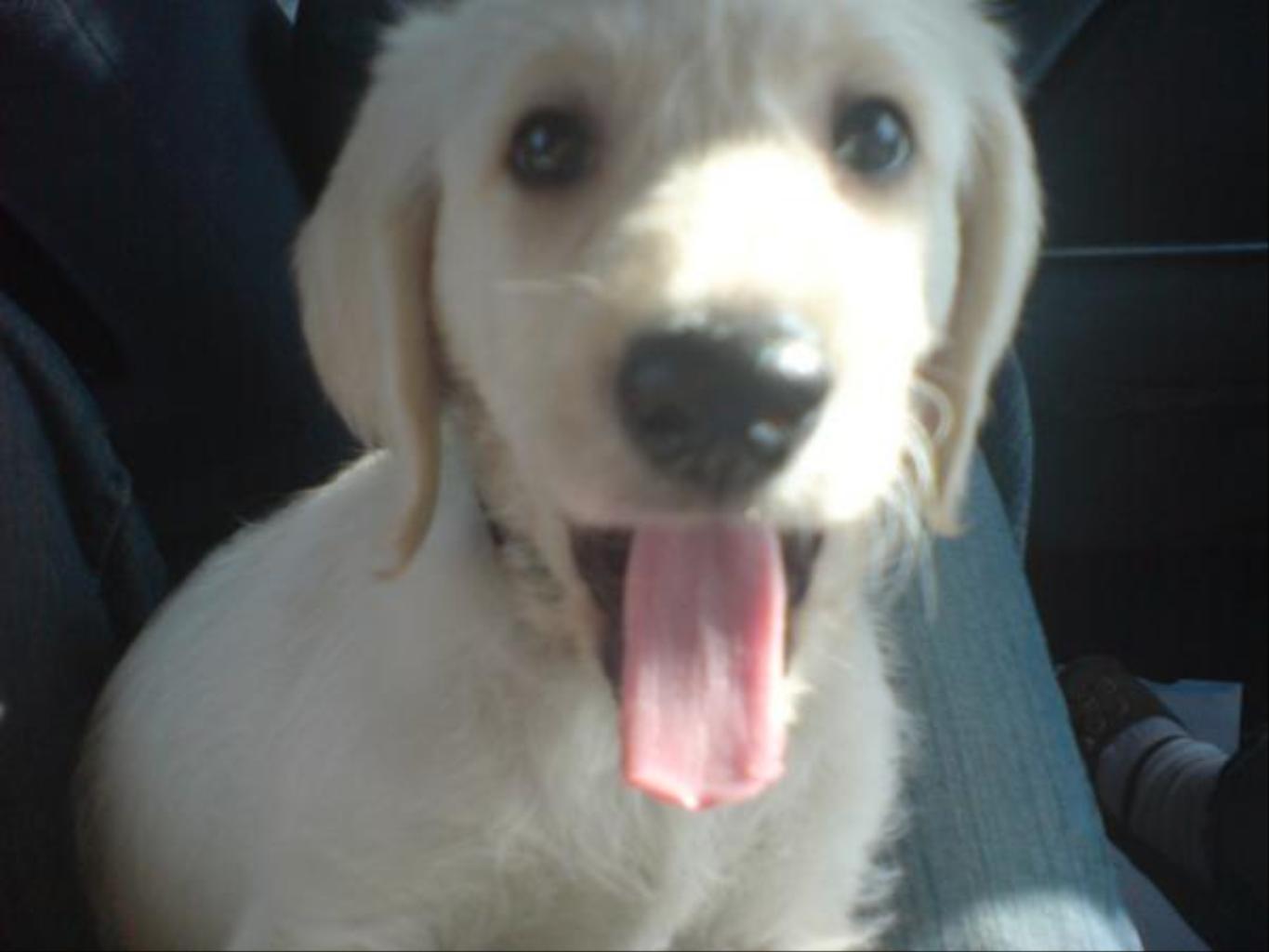 Tags: Labradoodle