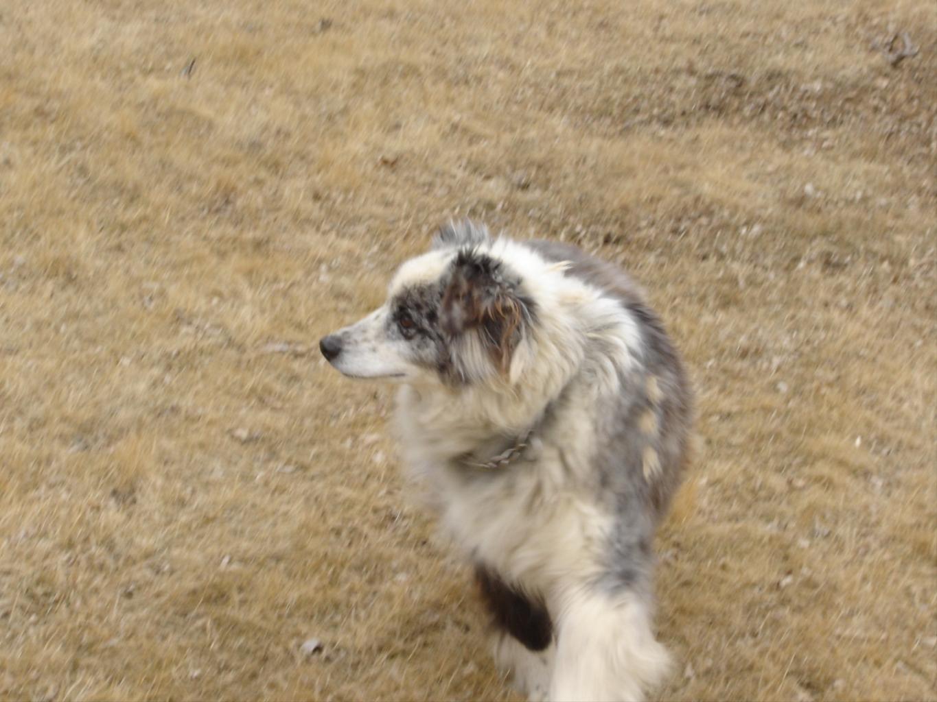 Tags: Australian Shepherd