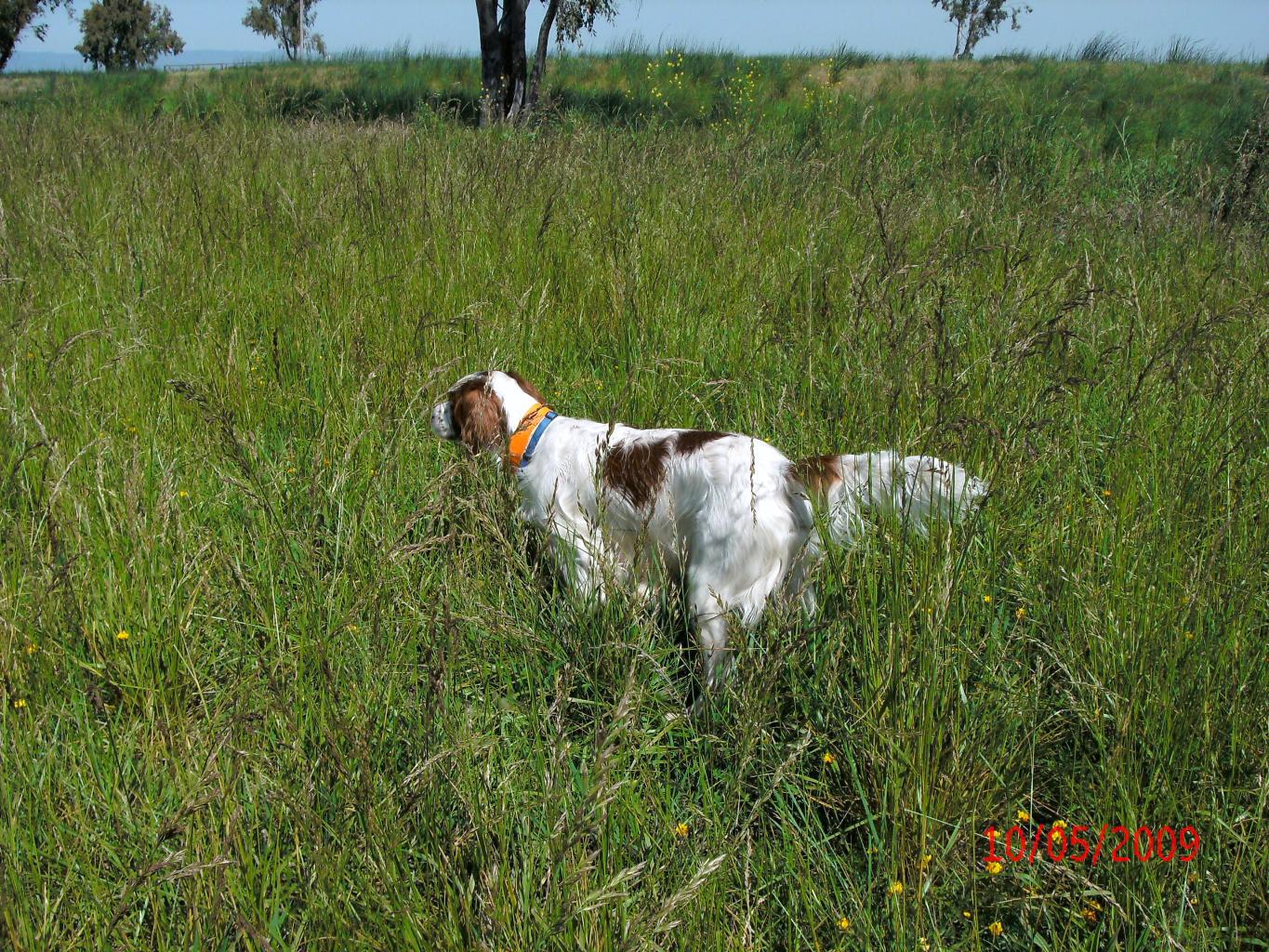 Tags: Irish Red and White Setter