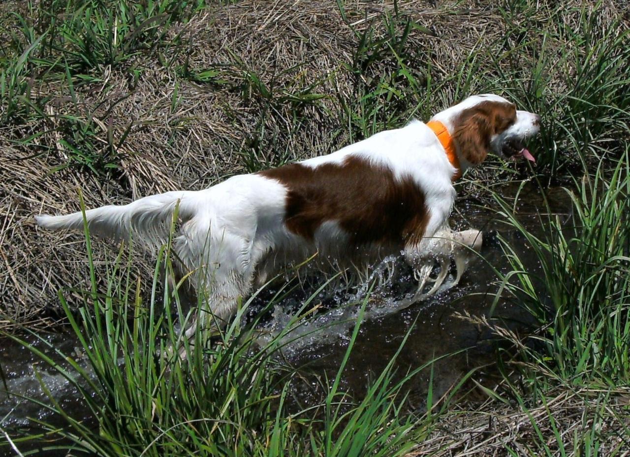 Tags: Irish Red and White Setter