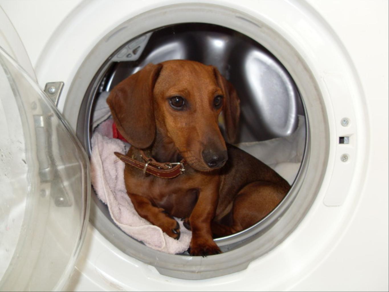 Editor's Note: Please be aware that small dogs can find their way into many dangerous places. It's safest to leave the washing machine door closed to make sure your dog doesn't climb in. Tags: Dachshund