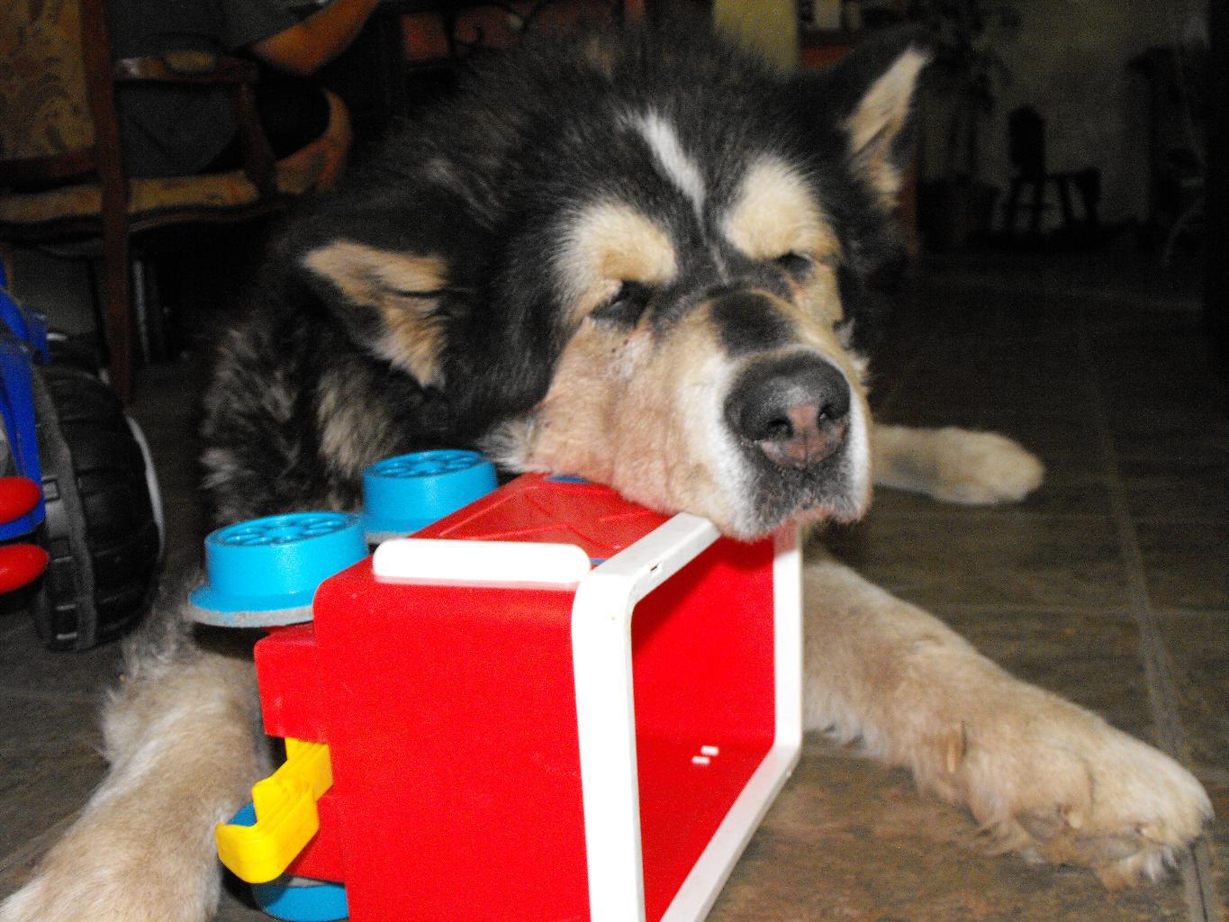 Coca is my 7 year old Giant Alaskan Malamute. He weighs 165lbs he competes in the IWPA weight pulling. The most he has pulled was 3200lbs Tags: Alaskan Malamute