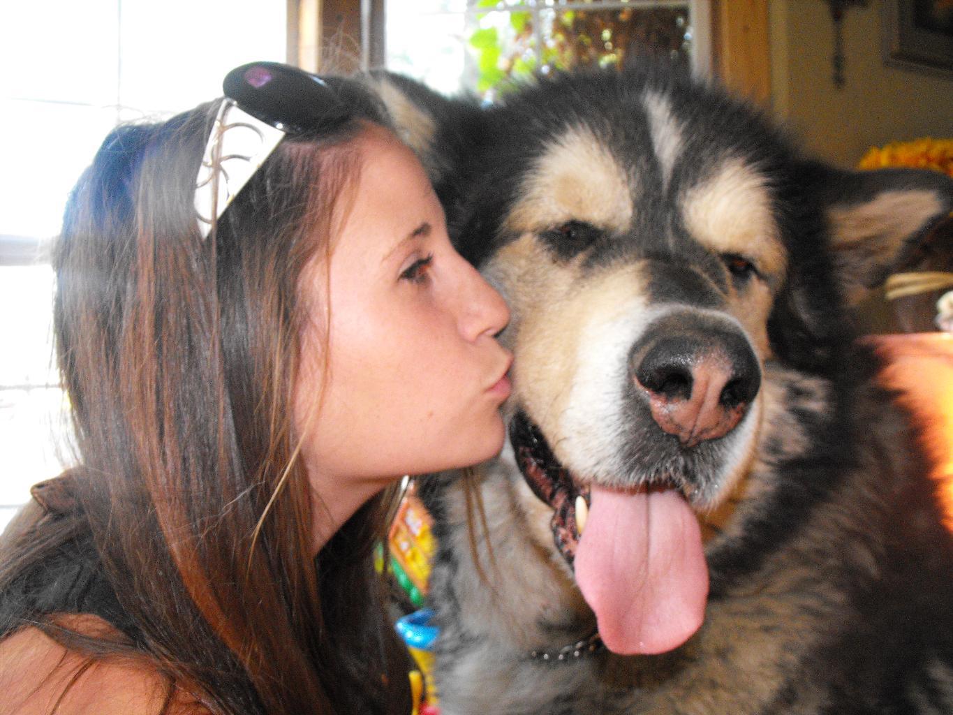 Coca agian. Tags: Alaskan Malamute