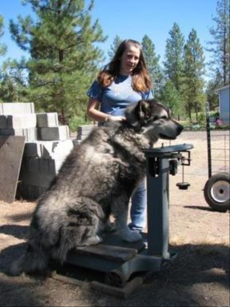 Tags: Alaskan Malamute