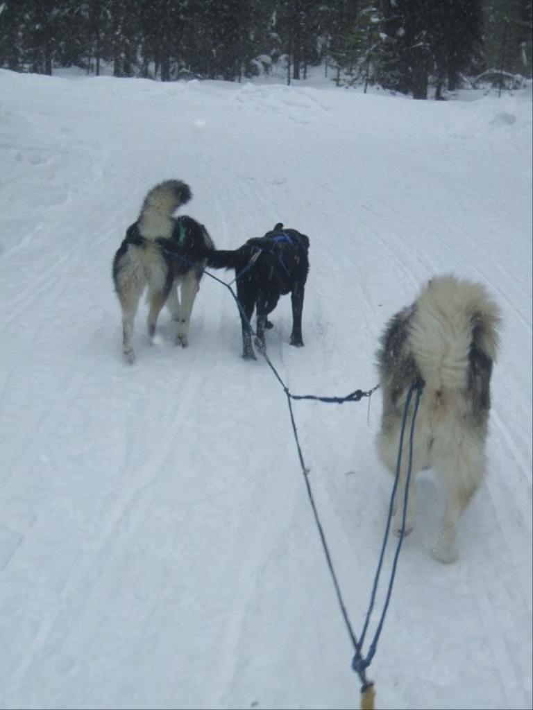 my black lab in the lead with my malamute and husky. Tags: Alaskan Malamute
