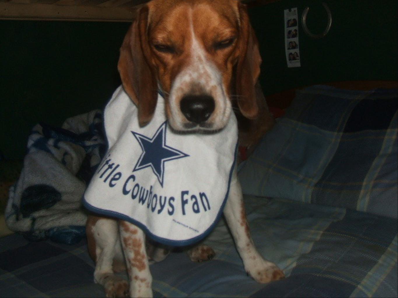 Dallas Cowboy Fan!! Tags: Beagle