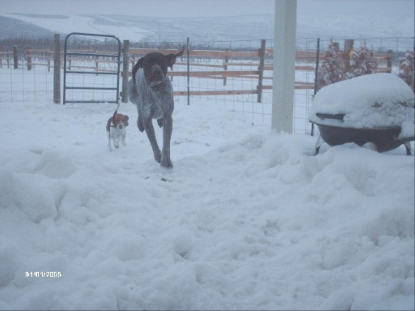 Tags: German Shorthaired Pointer