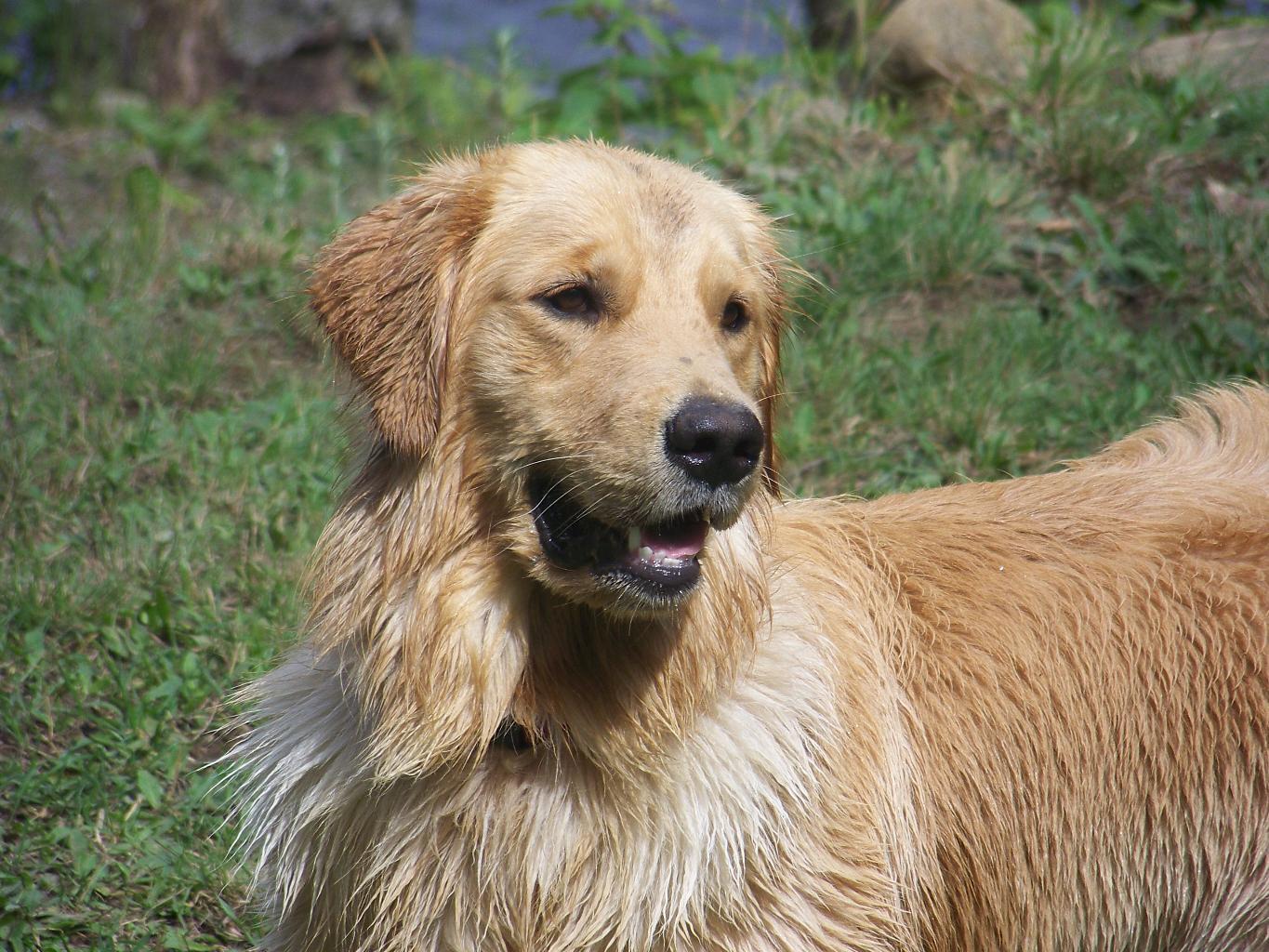 angus is a very loving dog Tags: cute and big
Golden Retriever