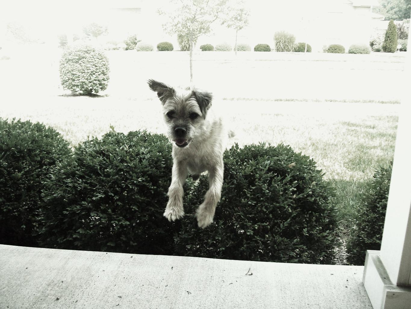 Scruffy outside playing! Tags: Border Terrier
Boston Terrier
cute
energetic
jumping