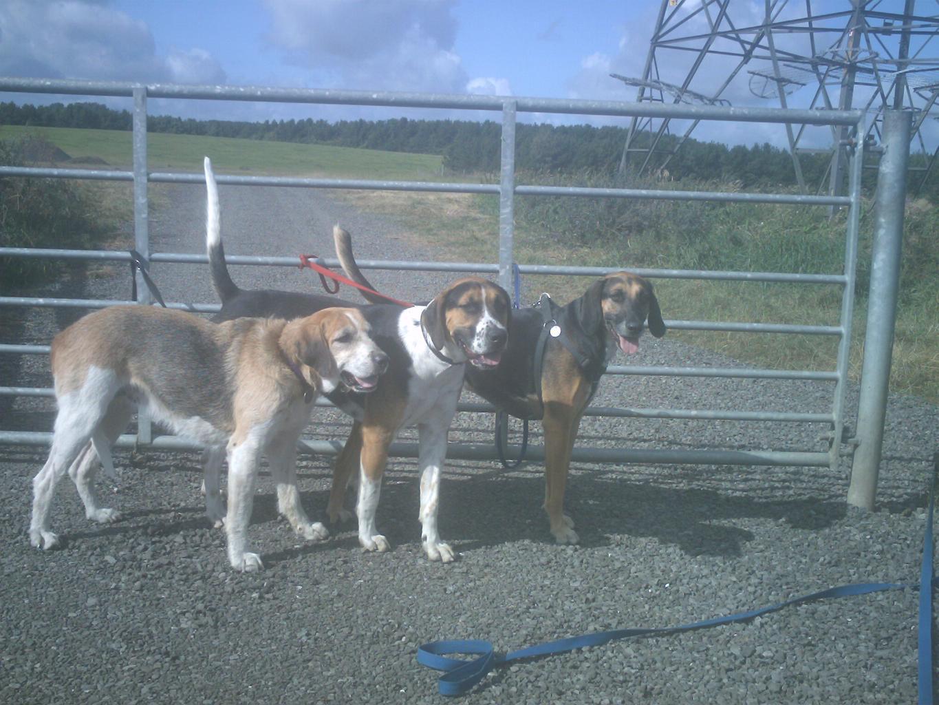 my pet foxhounds, daisy dawson and penny Tags: English Foxhound
foxhounds