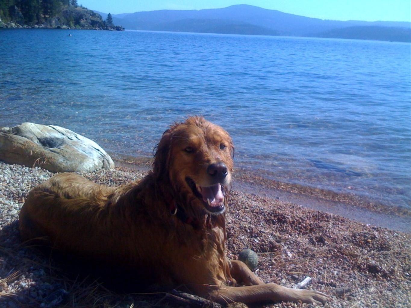 This is my best friend Jake. As you can see he loves the wanter! Tags: A very happy boy
Golden Retriever