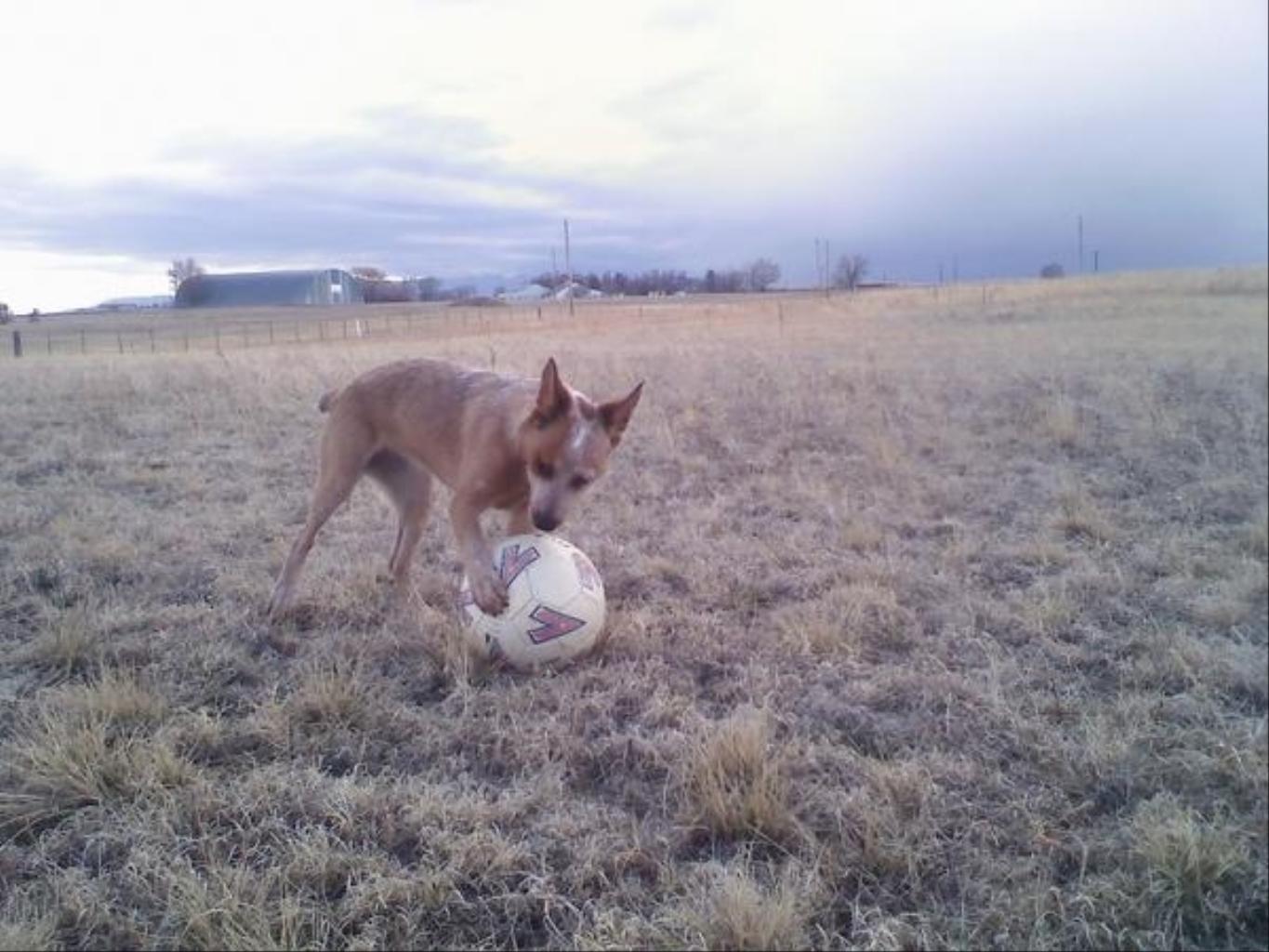 5 months female. Tags: Australian Cattle Dog