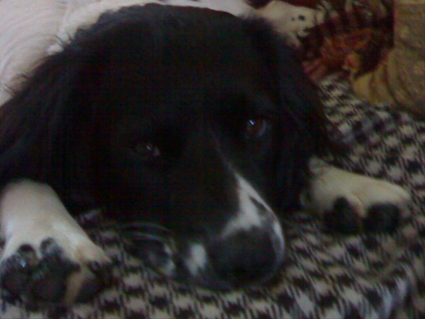My springer poppy eight months old , on a rare sleepy moment Tags: English Springer Spaniel
i am trying to sleep