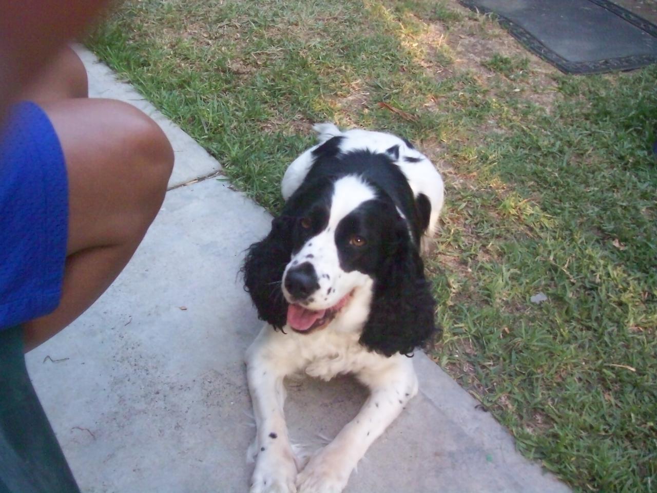 Tags: English Springer Spaniel