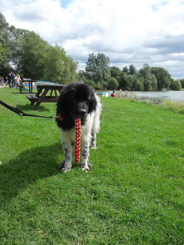 This Newfoundland is attached to his retrieve toy. Tags: Newfoundland
retrieve
toy