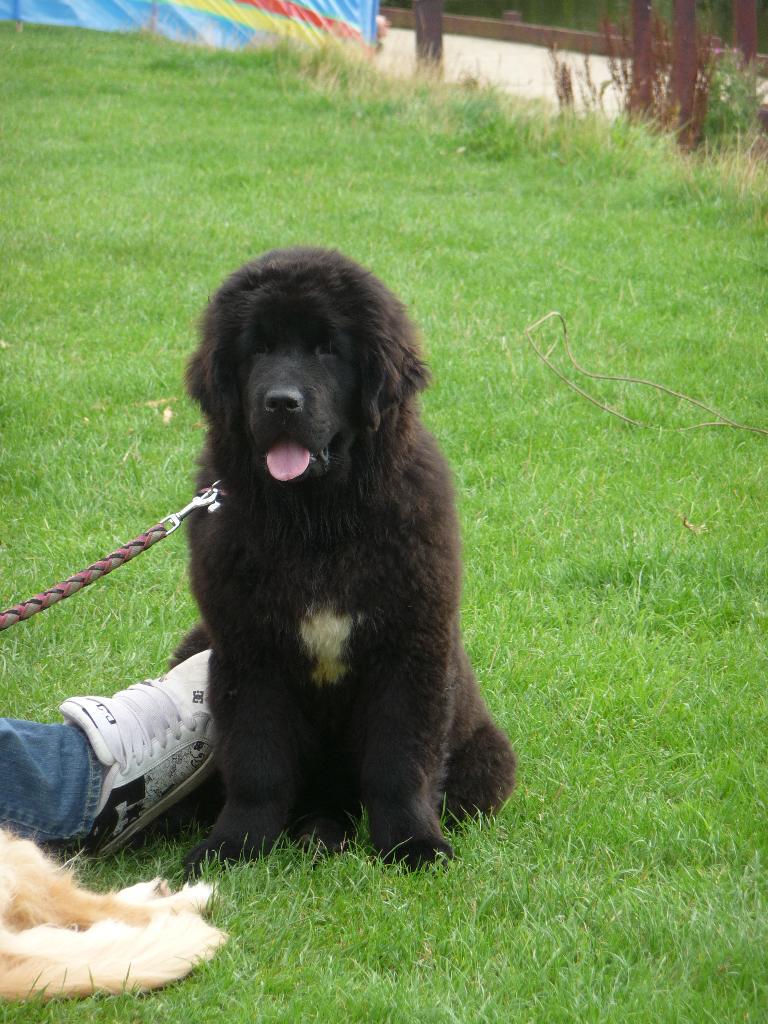 How To Train Newfoundland Puppies Free Ebook Blog Tips Advices Help