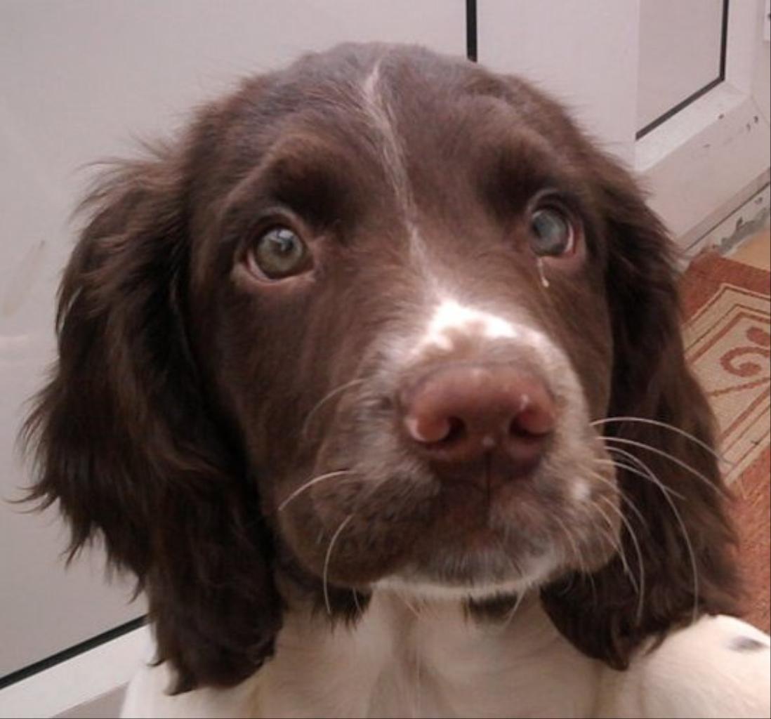 My English Springer Spaniel puppy Dax, 10 weeks old and absolutely adorable. but can anyone tell me if he looks 100% spaniel because people have suggested he may not be?? Tags: absolutely adorable
English Springer Spaniel