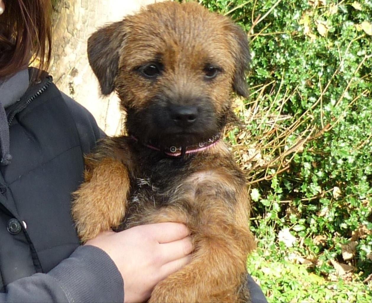 THIS IS LUCY GOING ON HER FITST WALK WITH HER NEW FAMILY.SHE'S 6 MONTHS OLD.BLESS! Tags: Border Terrier
LUCY ABOUT TO GO ON HER 1ST WALK AT HER NEW HOME XXX