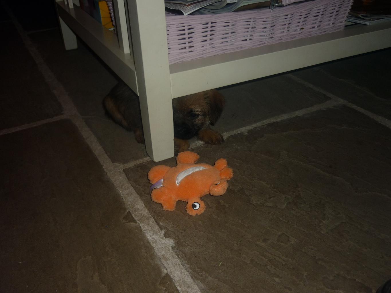 maggie at 6 weeks.we've just collected her from the breeder! Tags: Border Terrier
hiding!