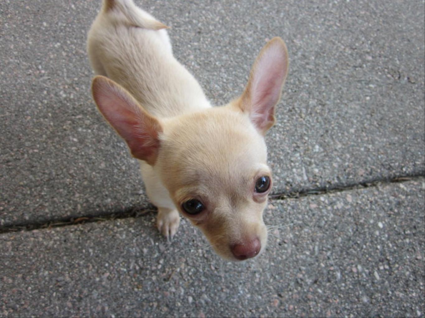Mommy and Daddy's pride and joy he goes where we do...ALWAYS! Tags: big eyes
Chihuahua
cute
tan
tiny