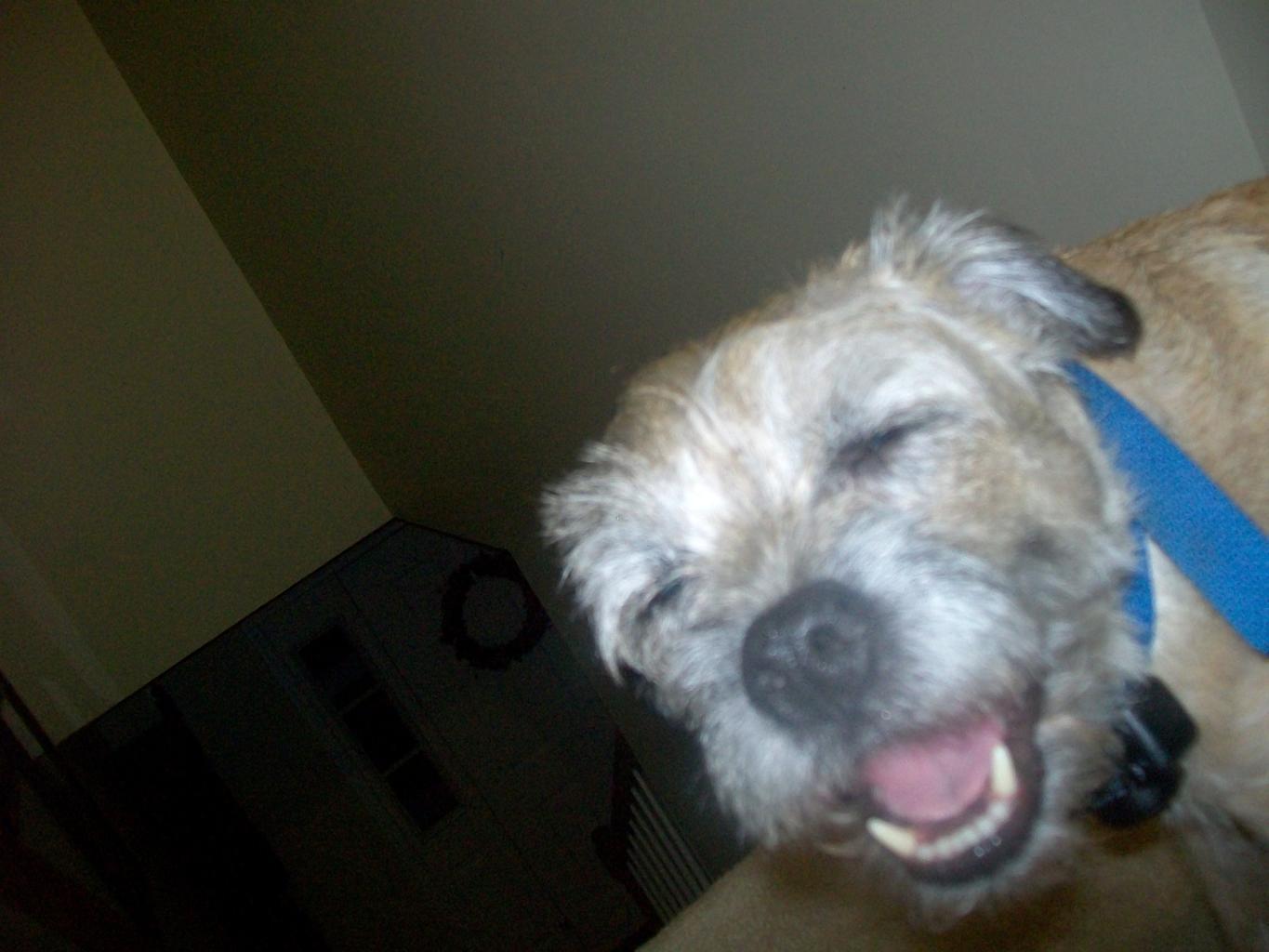 Tags: Border Terrier
Border Terrier
cute
funny
love
Scruffy