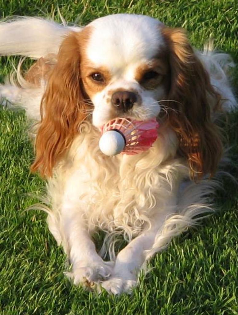 Dusty, the best friend we have. Tags: Cavalier King Charles Spaniel
Our love