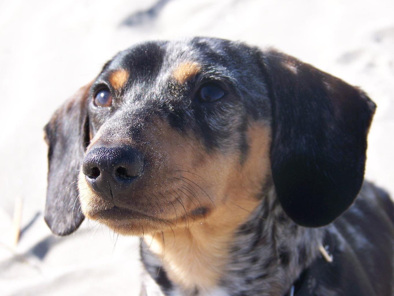 Buddy having a blast at the beach, he was my best pal, he went EVERYWHERE with me I miss him SO much Tags: Dachshund
Dachshund
dapple dachshund
weiner dog