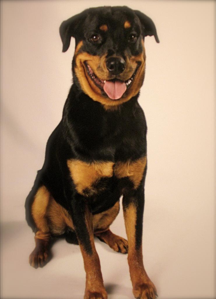 Hines @ 1 yr old.....He is a gentle giant! Tags: Rottweiler
Rottweiler
